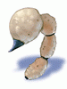 Tail of Steel Scorpion artwork from Ragnarok Online