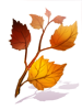 Fallen Leaves Branch artwork from Ragnarok Online