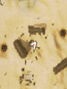 Lotto Ball 32 artwork from Ragnarok Online