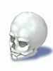 Skull artwork from Ragnarok Online