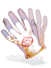 Alchemy Glove artwork from Ragnarok Online
