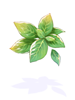 Basil artwork from Ragnarok Online