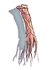 Tendon artwork from Ragnarok Online