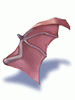 Wing of Red Bat artwork from Ragnarok Online