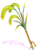 Enriched Foxtail Staff artwork from Ragnarok Online