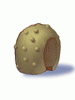 Round Shell artwork from Ragnarok Online