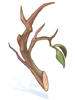 Strong Branch artwork from Ragnarok Online