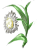 Ment artwork from Ragnarok Online