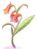 Aloe artwork from Ragnarok Online