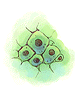 Single Cell artwork from Ragnarok Online