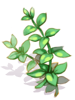 Slapping Herb artwork from Ragnarok Online