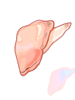 Clam Flesh artwork from Ragnarok Online