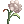 Aromatic Flower