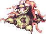 Mandragora