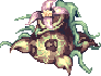 Jungle Madragora